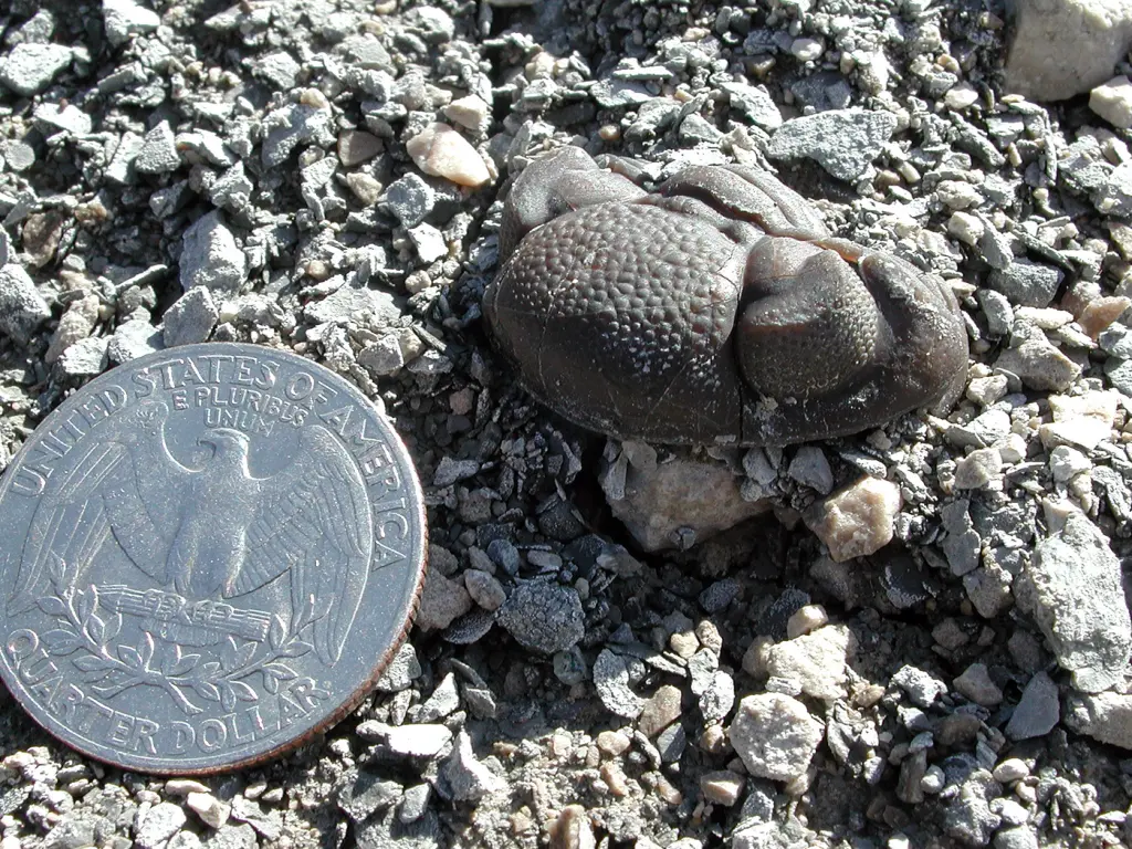 In Search of a 400 Million Year-Old Trilobite with Crystal Eyes