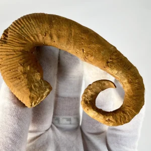 Ancyloceras ammonite nraf 0307