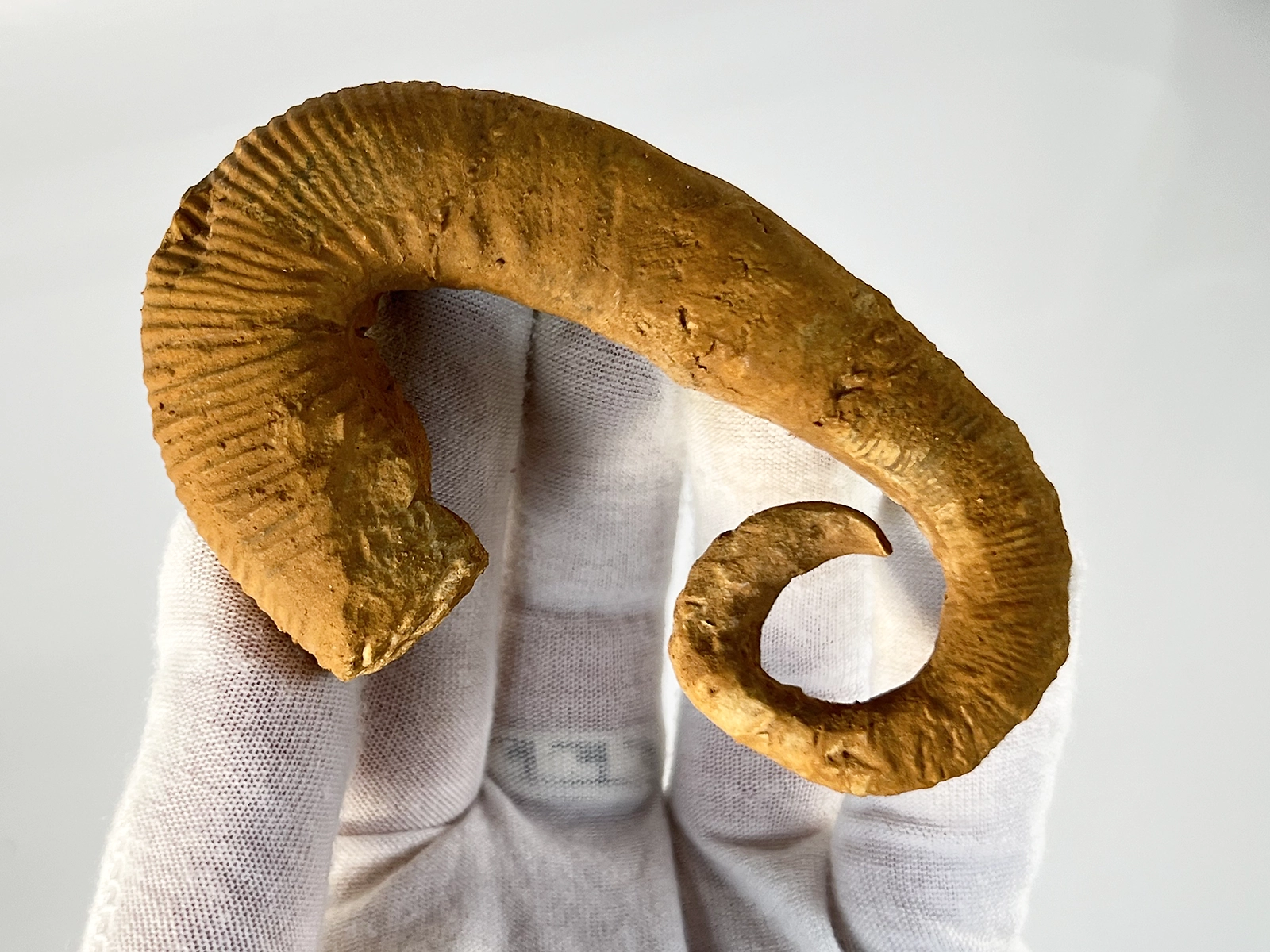 Ancyloceras ammonite nraf 0307
