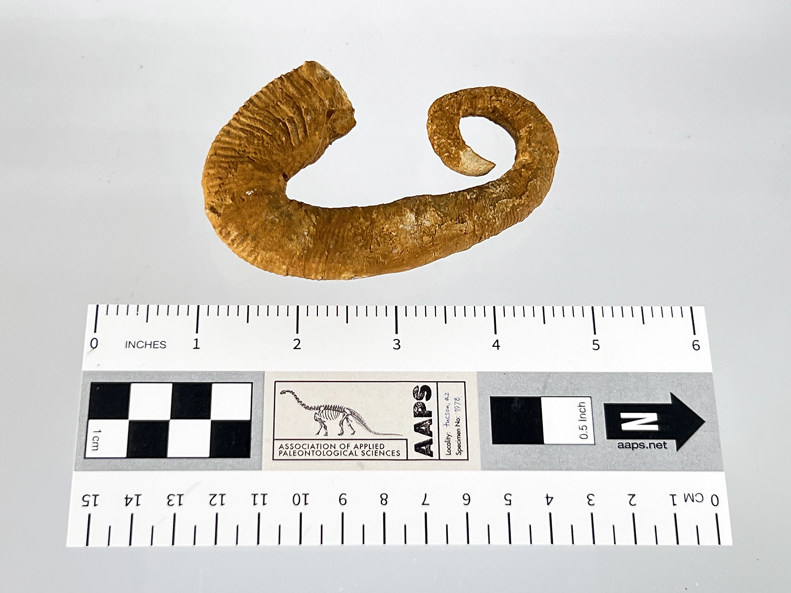 Ancyloceras ammonite nraf 0307