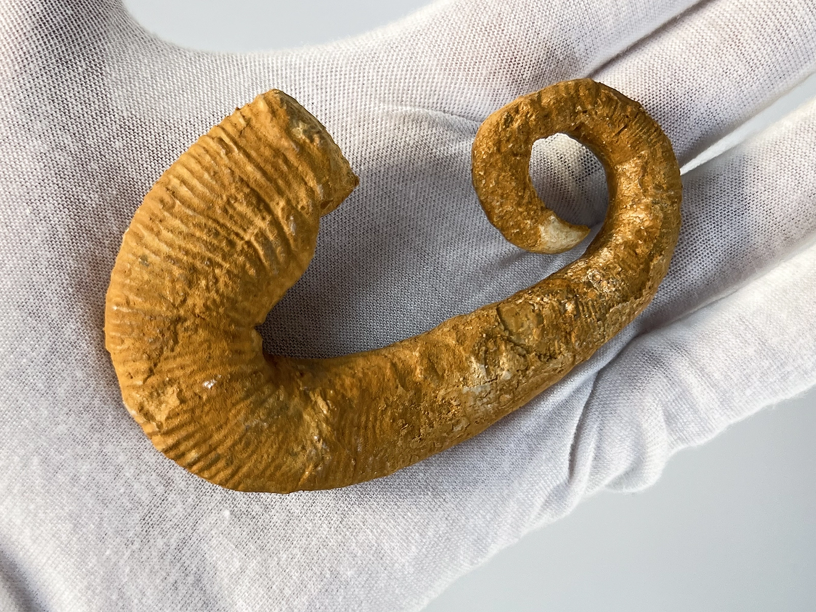 Ancyloceras ammonite nraf 0307