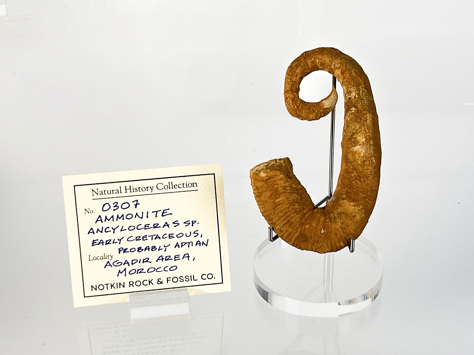 Ancyloceras ammonite nraf 0307
