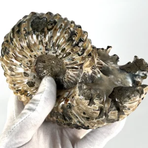 Douvilleiceras ammonite nraf 0405