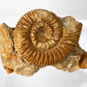 Reineckeia ammonite nraf 0327