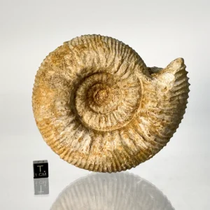 Stephanoceras ammonite nraf 0132