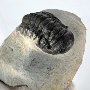 Trilobite crotaloacephalus nraf 0211
