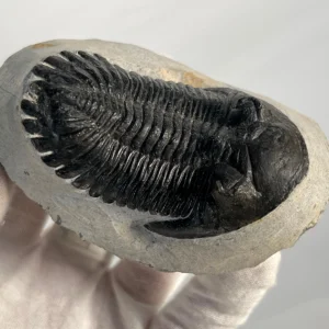 Trilobite hollardops nraf 0142