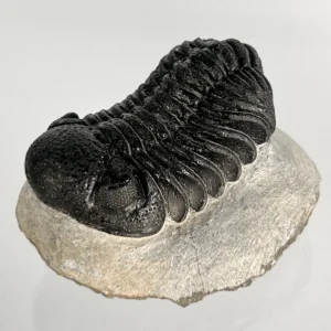 Trilobite hollardops nraf 0143
